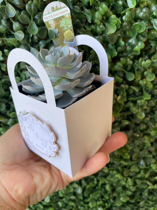 Let Love Grow Tag, Gender Reveal, Succulent Party Favors Gift, Wedding Favors boxes, Bridal Shower Favors, Baby Shower Favors